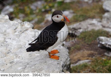 Puffins At The Skellig Islands. The Island Of Skellig Michael, Also Known As The Great Skellig, Is H