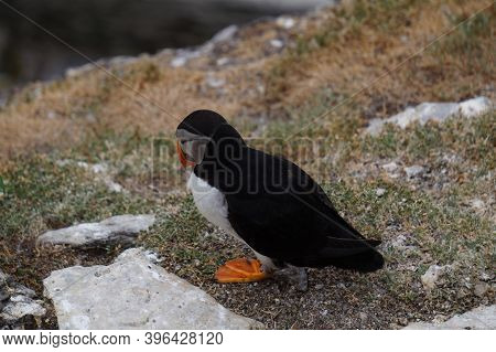 Puffins At The Skellig Islands In Ireland