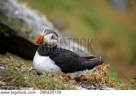Puffins At The Skellig Islands In Ireland