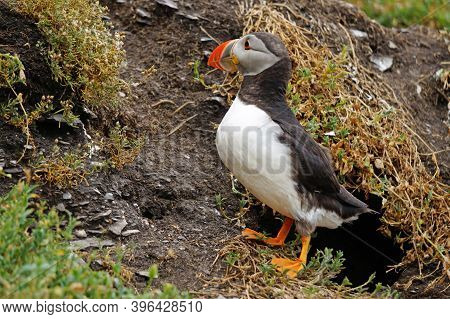 Puffins At The Skellig Islands. The Island Of Skellig Michael, Also Known As The Great Skellig, Is H