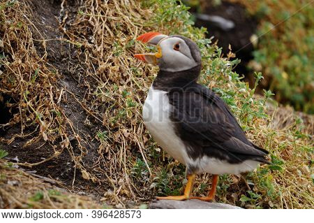Puffins At The Skellig Islands. The Island Of Skellig Michael, Also Known As The Great Skellig, Is H