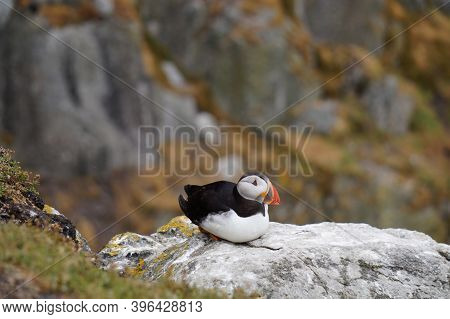 Puffins At The Skellig Islands In Ireland