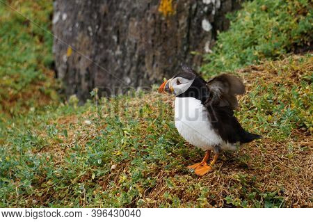 Puffins At The Skellig Islands In Ireland
