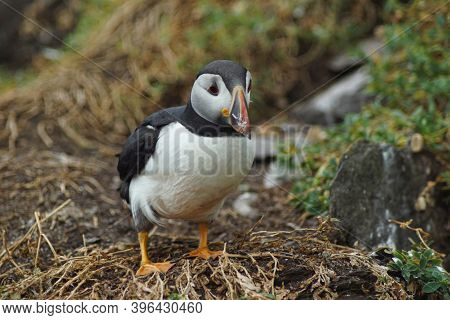 Puffins At The Skellig Islands In Ireland