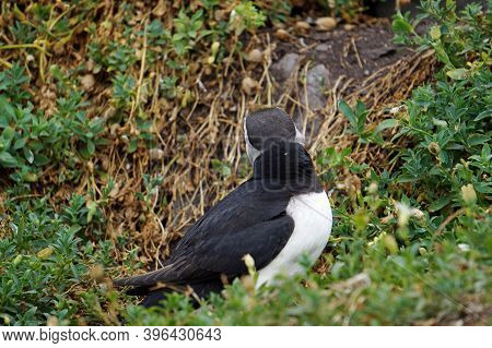Puffins At The Skellig Islands In Ireland