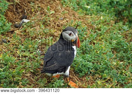 Puffins At The Skellig Islands In Ireland