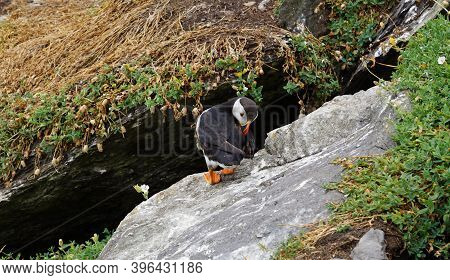 Puffins At The Skellig Islands. The Island Of Skellig Michael, Also Known As The Great Skellig, Is H