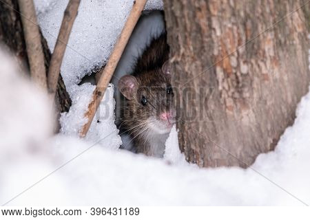The Rat Looks Out Of Its Burrow. The Brown Rat, Lat. Rattus Norvegicus, Also Known As The Common, St