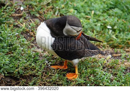 Puffins At The Skellig Islands. The Island Of Skellig Michael, Also Known As The Great Skellig, Is H