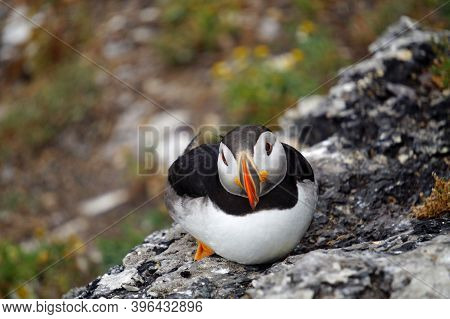 Puffins At The Skellig Islands In Ireland
