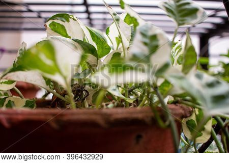 View Of The Money Plant (also Known As Epipremnum Aureum) In A Hanging Flower Pot. Invasive Flowerin