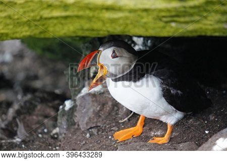 Puffins At The Skellig Islands. The Island Of Skellig Michael, Also Known As The Great Skellig, Is H
