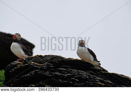 Puffins At The Skellig Islands In Ireland