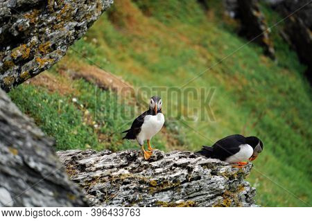 Puffins At The Skellig Islands In Ireland