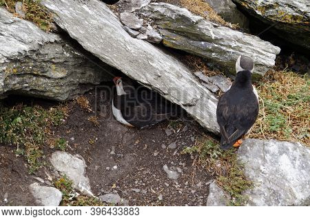 Puffins At The Skellig Islands. The Island Of Skellig Michael, Also Known As The Great Skellig, Is H