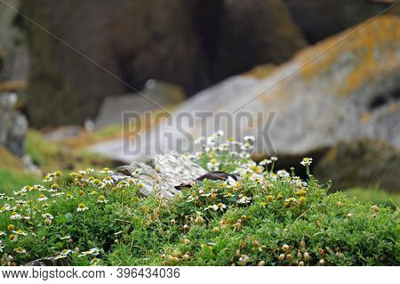 Puffins At The Skellig Islands In Ireland