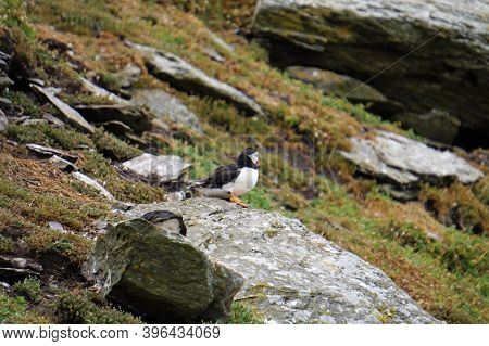 Puffins At The Skellig Islands In Ireland