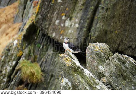 Puffins At The Skellig Islands In Ireland