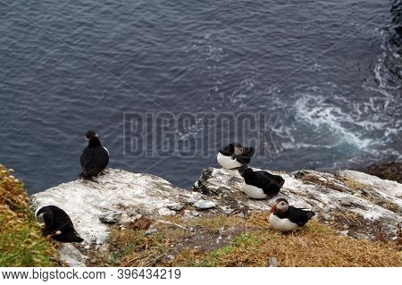 Puffins At The Skellig Islands In Ireland
