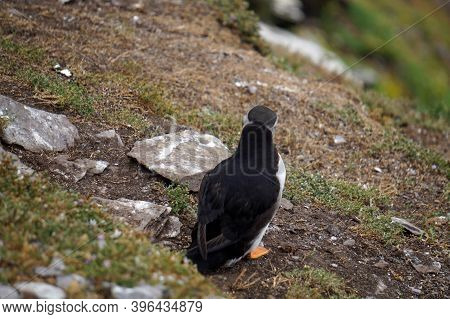 Puffins At The Skellig Islands In Ireland
