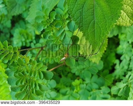 Macro Photography - Closeup Shot Of A Colorful Spider Crawling On Green Leaves In Northern India, Go