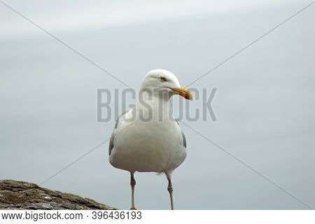 Gulls  Gannets And Other Seabirds At The Skellig Islands