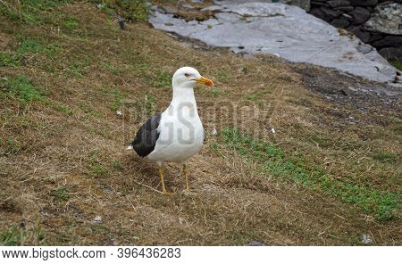 Gulls  Gannets And Other Seabirds At The Skellig Islands