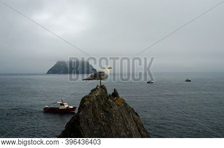 Gulls  Gannets And Other Seabirds At The Skellig Islands