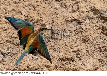 European Bee-eater Or Merops Apiaster On Ground Near Hole Nest.