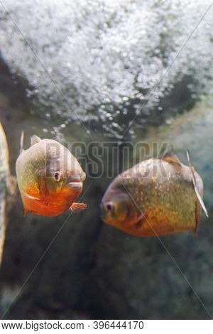 Closeup Of A Red-belly Piranha Or Pygocentrus Nattereri.