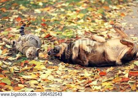 Dog And Cat Best Friends Playing Together Outdoor. Lying On The Back Together. Enjoying Autumn