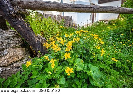 Marsh-marigold Or Kingcup (caltha Palustris Latin Name), Perennial Herbaceous Plant, Group Of Yellow