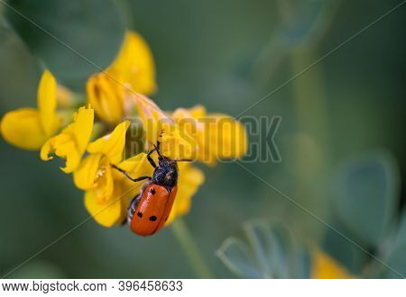 Bug Over Yellow Flower And Blurred Background