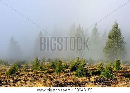 Tåget bjerg skov i Cozia National Park i Rumænien, Europa