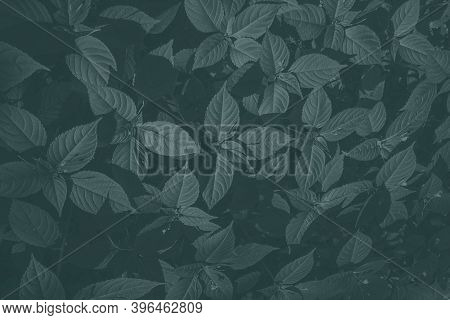 Natural Background. Botanical Pattern With Beautiful Fresh Green Leaves In Color Of Year 2021 Tidewa