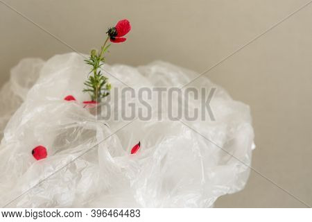 Flower In A Plastic Bag. The Concept Of Environmental Protection. World Environment Day, Recycling O