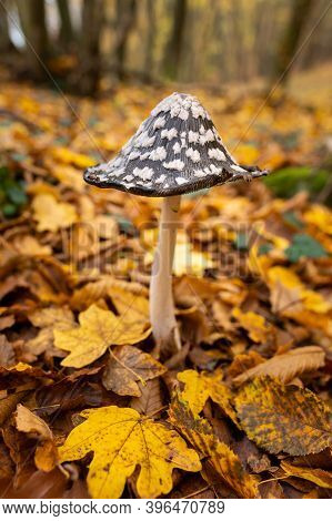 A Magpie Inkcap Fungus (coprinopsis Picacea) In A Deciduous Forest In Autumn, Colored Leaves (wachau