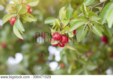 Fresh Red Cherry On The Tree With Sunlight On Blur Nature Background.