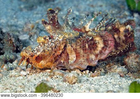 Devil Scorpion Fish (walkman) Lying On The Sand Waiting For Prey. Underwater Macro Photography