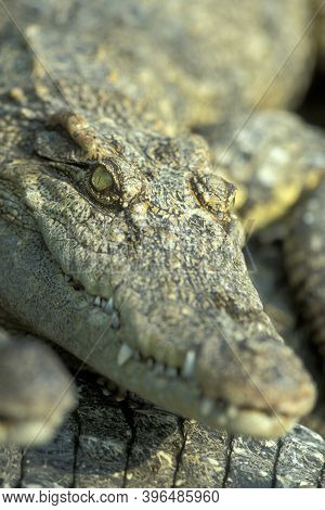 Cambodia Siem Reap Crocodile Farm