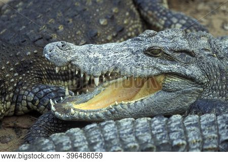 Cambodia Siem Reap Crocodile Farm