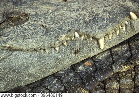 Cambodia Siem Reap Crocodile Farm