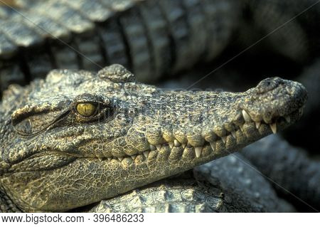 Cambodia Siem Reap Crocodile Farm