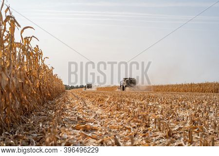 Harvesting Ripe Dry Corn In The Field With A Green Harvester