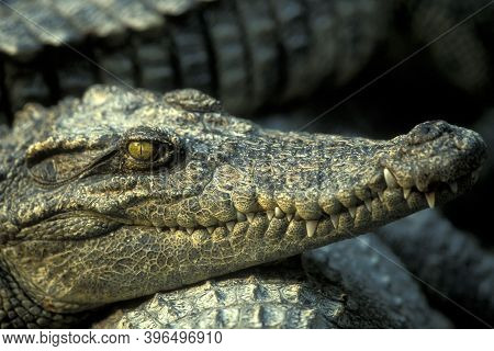Cambodia Siem Reap Crocodile Farm