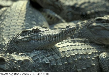 Cambodia Siem Reap Crocodile Farm