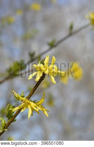 Weeping Forsythia Yellow Flowers - Latin Name - Forsythia Suspensa