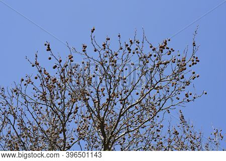 London Plane - Latin Name - Platanus X Hispanica (platanus X Acerifolia)