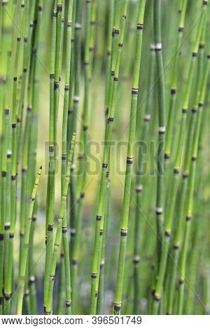 Scouring Rush Horsetail - Latin Name - Equisetum Hyemale