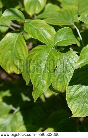 Flowering Dogwood Cherokee Chief Leaves - Latin Name - Cornus Florida Cherokee Chief